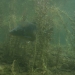 Karpfen Sundhäuser See